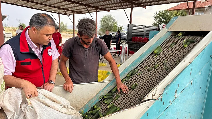 Afyon'dan Polonya'ya Kornişon Salatalık İhraç Edildi