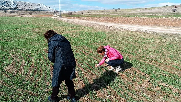 Afyon’da Hububat Ekili Alanlar İncelendi