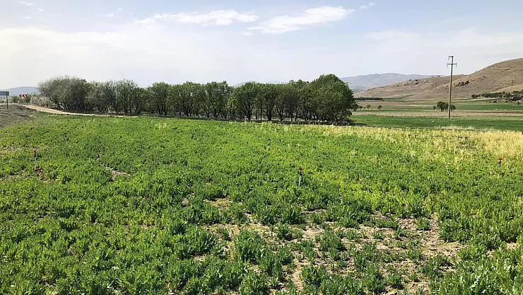 Afyon'da İzinsiz Haşhaş Eken Şahıslar Bitkileri Bakın Nasıl İmha Etti