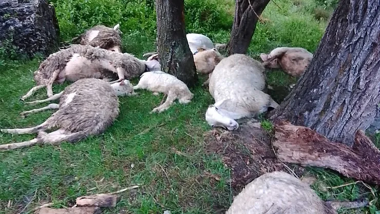 Afyonkarahisar'da 9 küçükbaş hayvan telef oldu