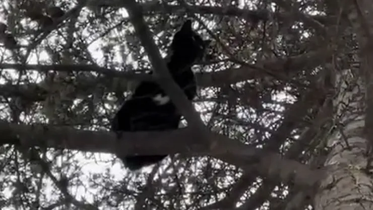 Ağaçta Mahsur Kalan Kedi, İtfaiye Ekiplerince Kurtarıldı