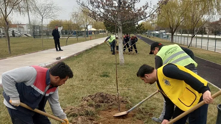 Akarçay'a Pavlonya Ağacı Dikildi