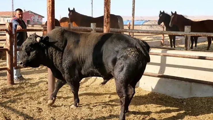 AKÜ'den Mandacılık Atılımı… Kısa Zamanda Faaliyete Geçecek