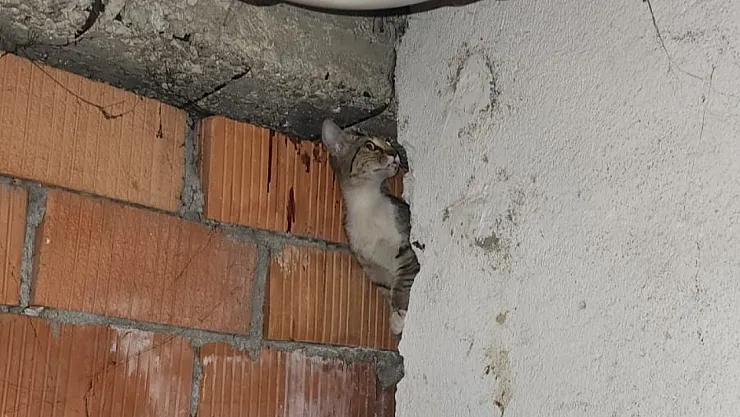 Anne Kedi Ve 4 Yavrusu Sıkıştıkları Yerden Kurtarıldı