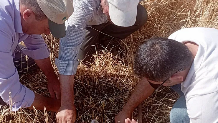 Aslanapa'da Dolu Ve Sel Afeti Sonrası Tarım Arazilerinde Hasar Tespiti