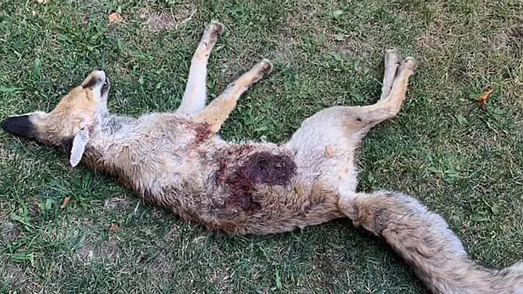 Av Bölgesi Olmayan Mahallede Tüfekle Tilki Vurulduğu İddiası