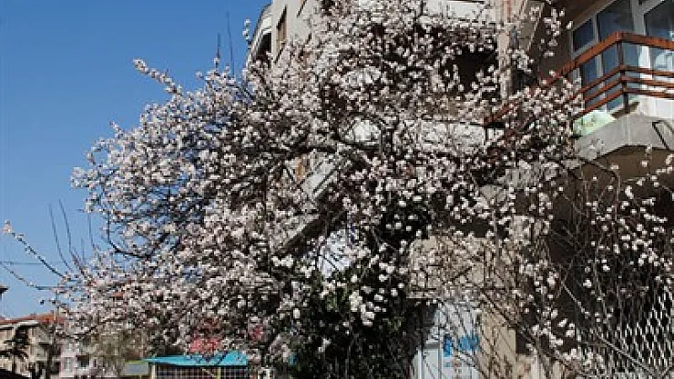 Bahar dalları çiçek açtı – Kocatepe Gazetesi