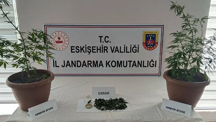 Balkondaki Saksıların İçinde 2 Kök Kenevir Ve 47 Gram Esrar Maddesi Ele Geçirildi