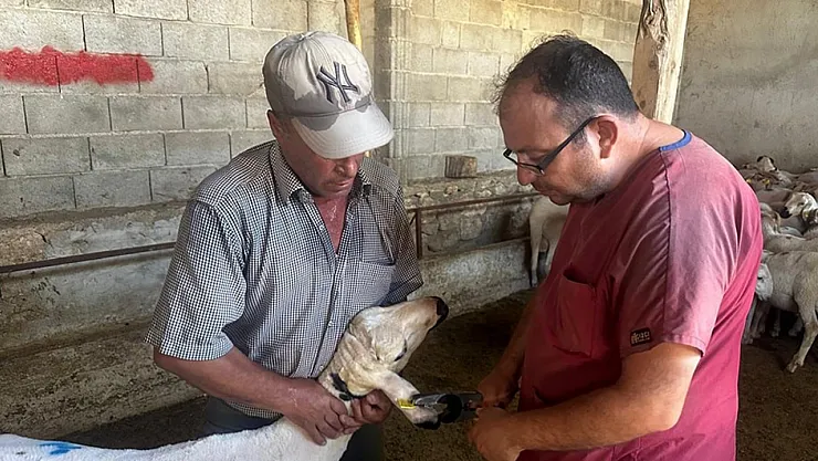 Başmakçı'da Hayvan Sağlığı Çalışmaları Devam Ediyor