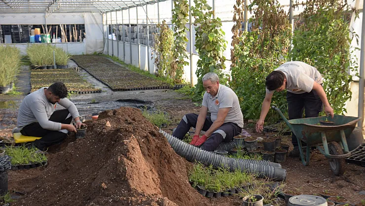 Bilecik Belediyesi Kendi Seralarında Ürettiği Bitkilerle Kenti Renklenecek