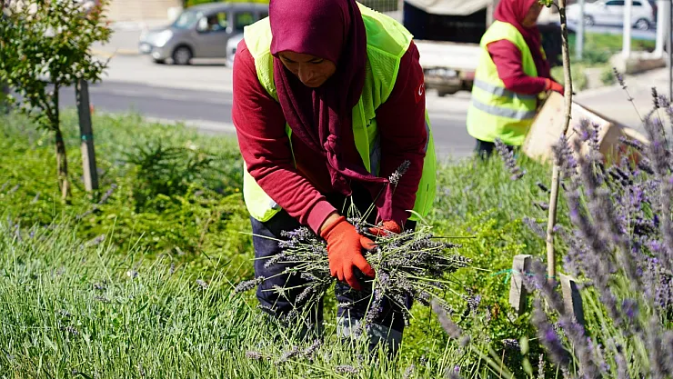 Bilecik'te Göz Kamaştıran Lavantalar Hasat Edilmeye Başlandı