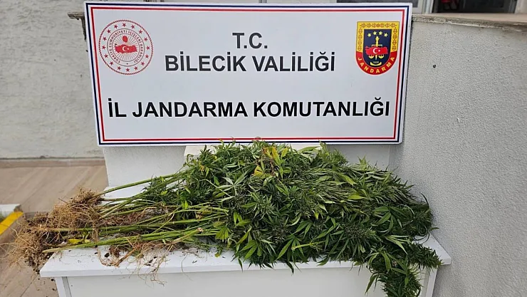 Bilecik'te Kenevir Operasyonu