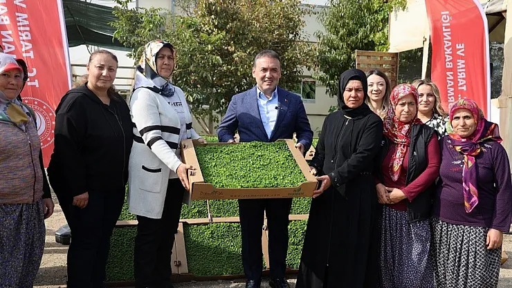 Bilecik'te Tarıma Can Suyu: 926 Bin Marul Fidesi Toprakla Buluştu