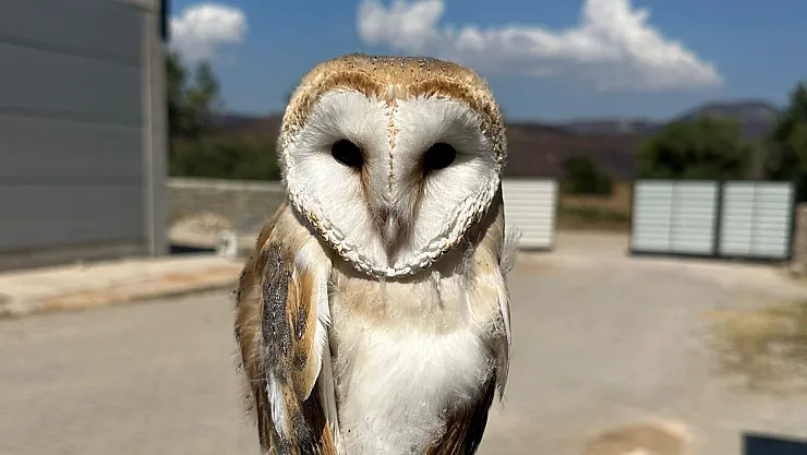 Bilecik'te Yaralı Halde Bulunan Peçeli Baykuş Tedavisinin Ardından Doğaya Bırakıldı