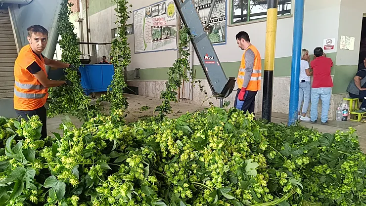 Bilecik'te 'Yeşil Altın' Diye Adlandırılan Şerbetçiotunun Hasadı Başladı