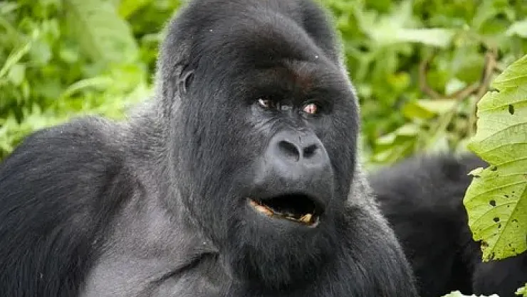 Bir Goril Kaç Adama Yeter?
