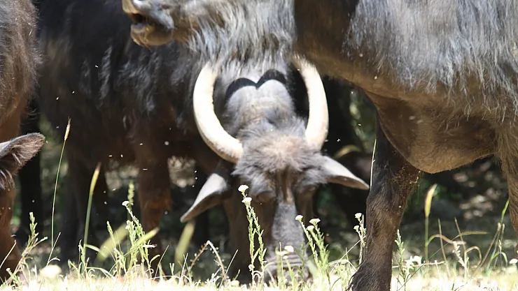 Boynuzları Kalp Şeklinde Olan Manda Dikkat Çekiyor