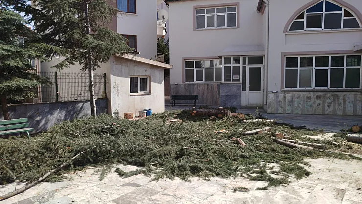 Bu Ağaçlar Neden Kesildi?