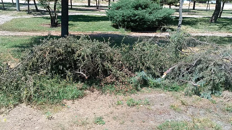 Bu Ağaçlar Neden Kesildi?