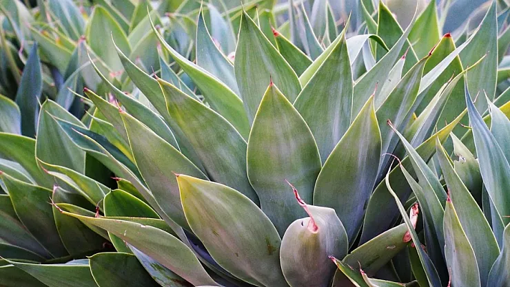 Bu Bitki Hayatında Sadece 1 Defa Çiçek Açıyor