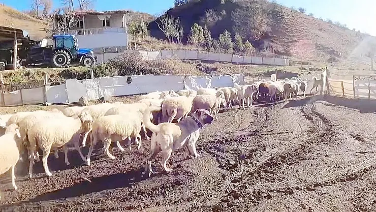 Bu sürünün çobanı sadece köpekler