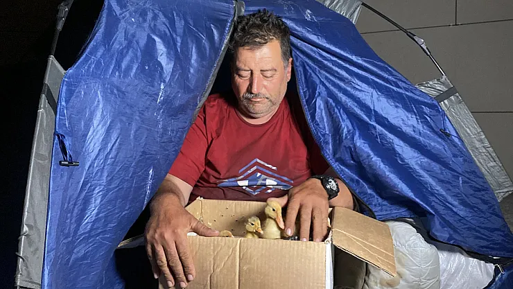 Çadırda Civcivlerle Zorlu Yaşam