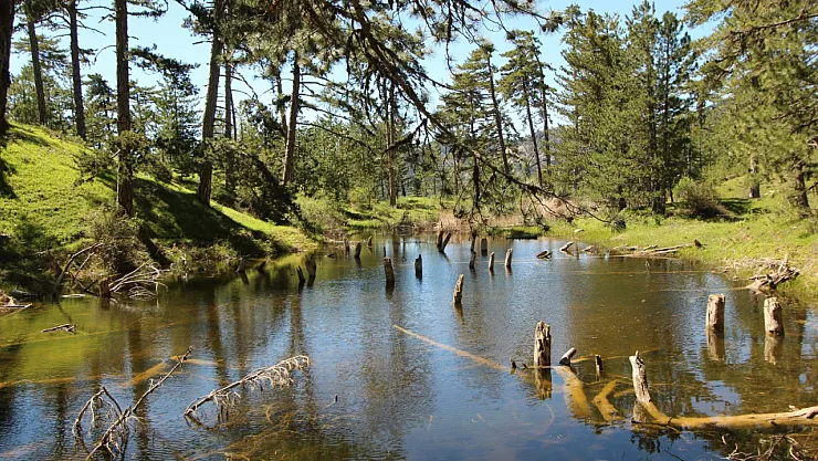 Çam Ağaçlarının Arasındaki Doğal Güzellik: Kocagöl