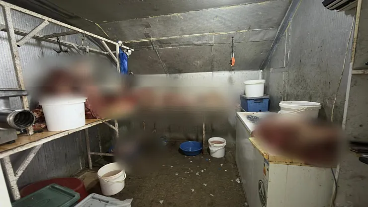 Çifteler'de 215 Kilogram Kaçak At Eti Ele Geçirildi