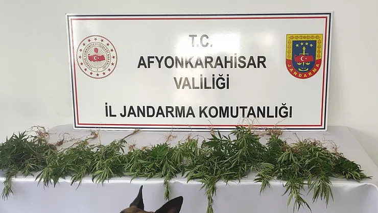 Çiftlik Evine Kenevir Baskını