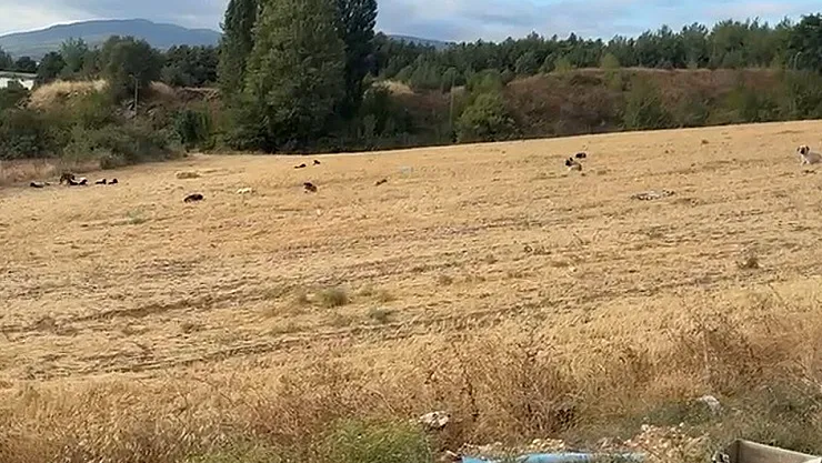 Çocuklar Artık Okula Gidemez Oldular