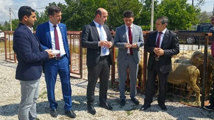 Damızlık koç dağıtımı yapıldı – Kocatepe Gazetesi
