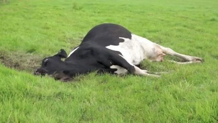 Deli Dana Hastalığı Vakası Tedirgin Ediyor