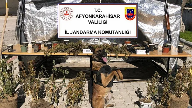 Devletin Ormanına Ektiği Kenevirleri Köyün Deposundan Suladı