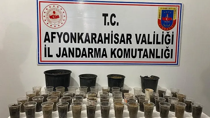 Devriye gezen ekipler çiçek saksısında kenevir buldu