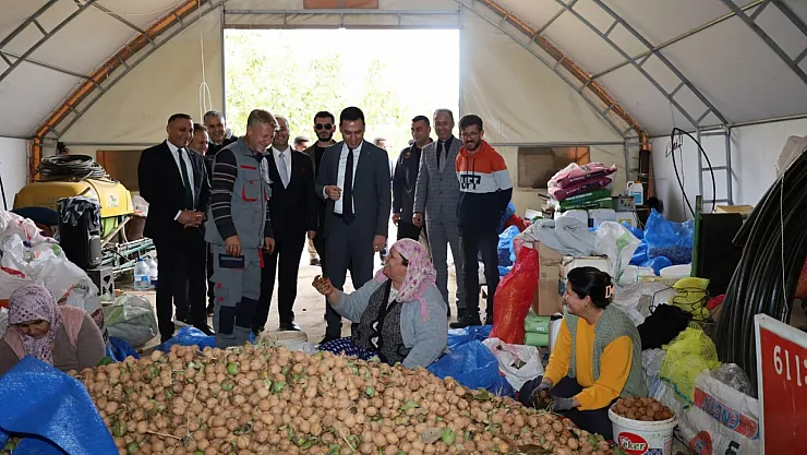 Dinar'da Ceviz Hasadı Başladı