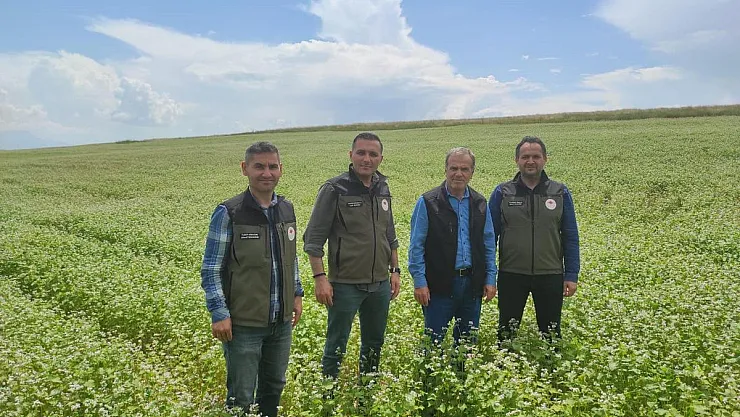 Dinar'da bu yıl ilk kez ekilen kara buğday çiçek açtı