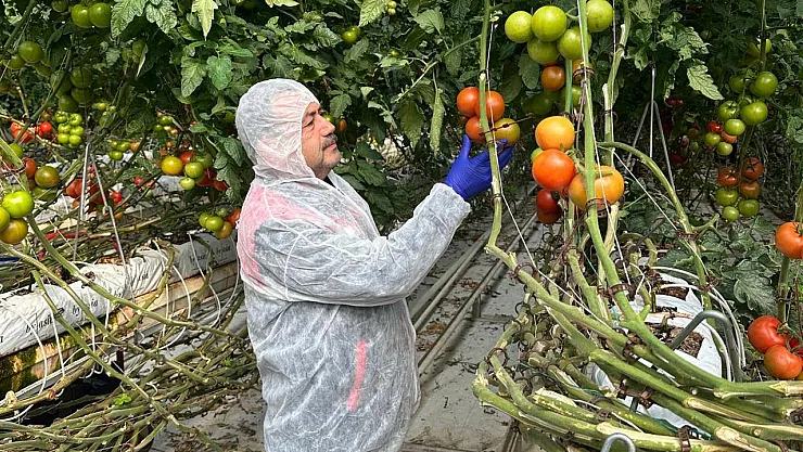 Domateslerde Virüs İncelemesi Yapıldı