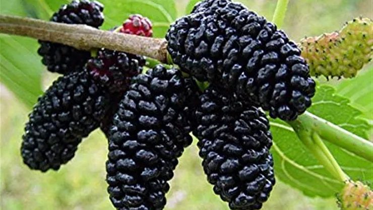 Dut Yaprağı İle Kan Şekerinizi Dengede Tutun