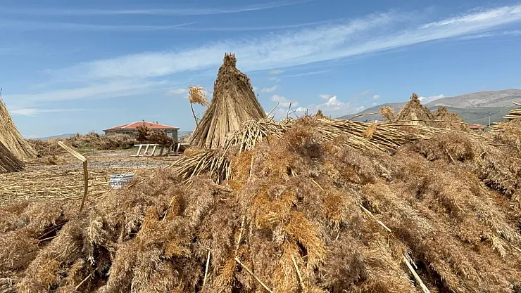 Eber Gölü'nde Kamış Hasadı Başladı