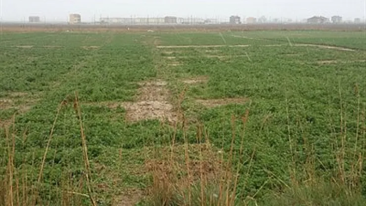 Ekine 'Belediye' girdi – Kocatepe Gazetesi