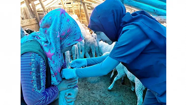 Emet'te Küçükbaş Hayvan Sağlığı Çalışmaları