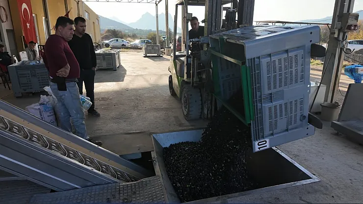 Eskişehir'in Akdeniz'inde Zeytinyağının Soğuk Sıkım Yolculuğu