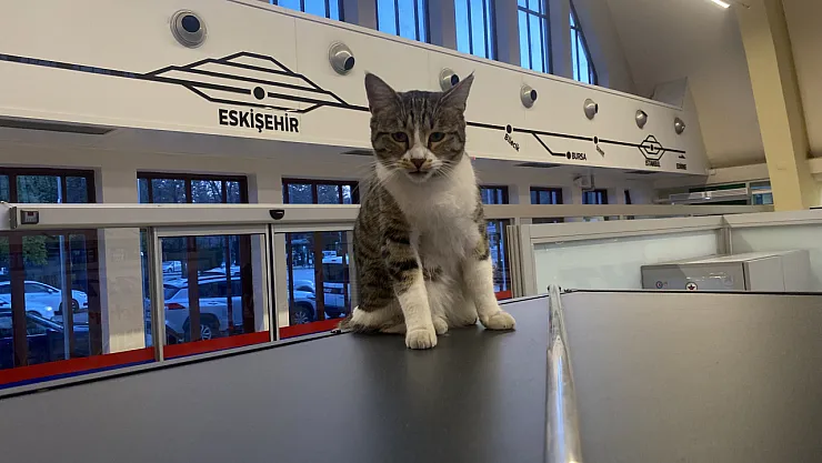 Eskişehir Tren İstasyonu'nun Müdavim Kedileri