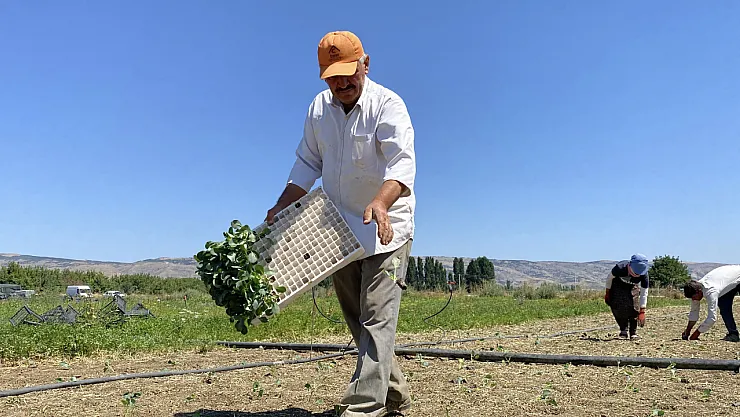 Eskişehirli Çiftçinin Alın Teri Kuraklığa Ve Yüksek Maliyetlere Yenik Düştü