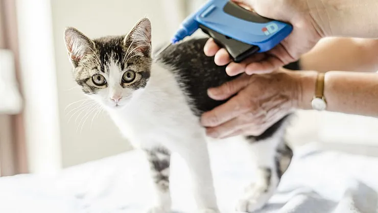 Ev Kedisine Çip Taktırmak Zorunlu Mu?