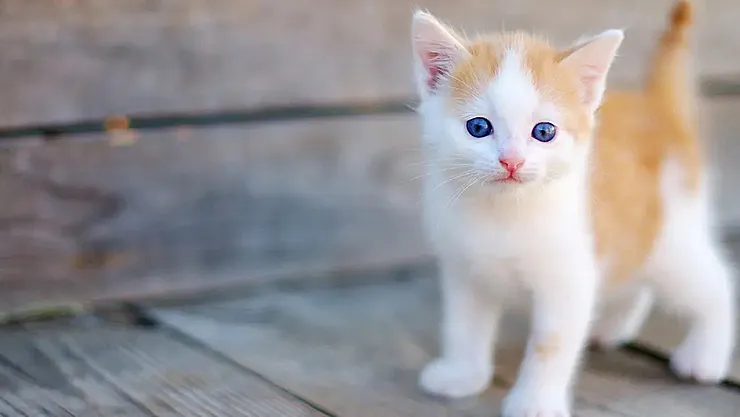 Evde kedi beslemek eve bereket getirir mi?