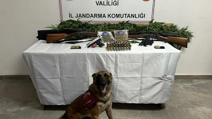Evinin bahçesine kenevir eken şahıslar yakalandı