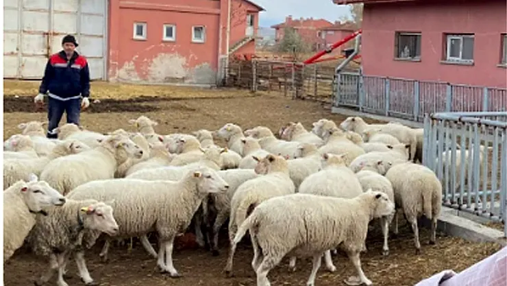 Fakülte'den Satılık Koyun ve Dana