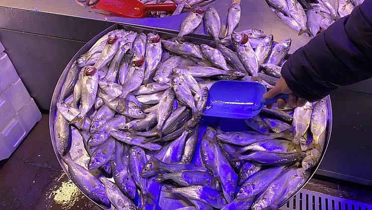 Fiyatı Düşen Çinekopa İlgi Yoğun