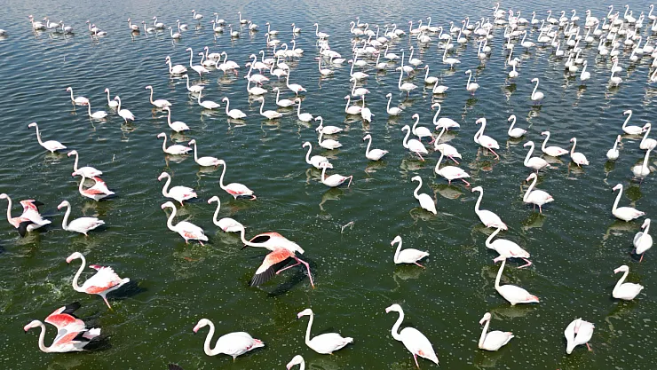 Flamingolar Döndü, Eber Gölü Seyirlik Oldu: Havadan Kartpostal Gibi Görüntüler